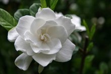 Frost Proof Gardenia Shrub 1 Gallon F9309