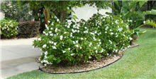 Frost Proof Gardenia Shrub 1 Gallon F9309