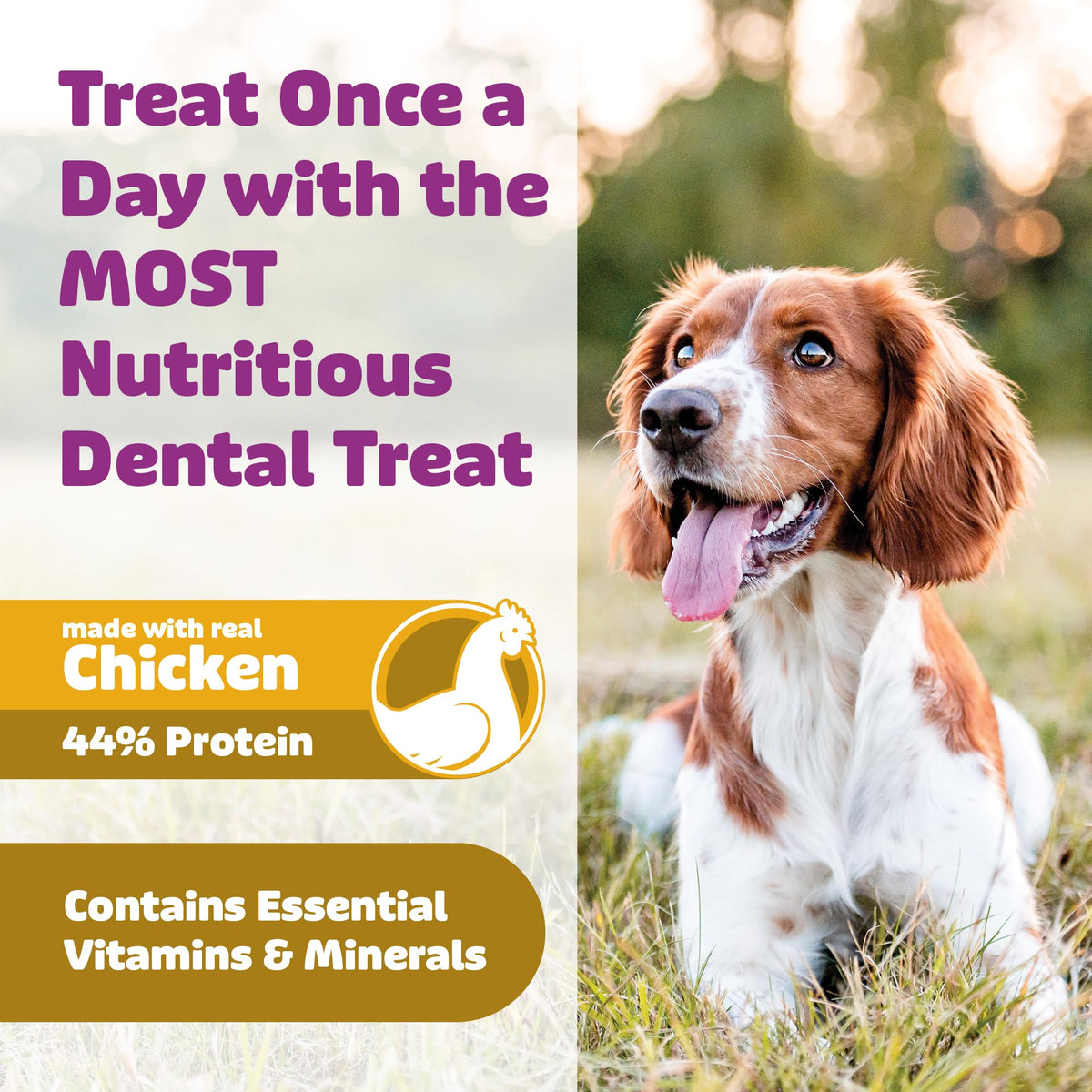 Chicken Dog Dental Treats 24oz & 36 oz P8582